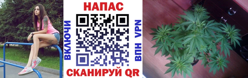 купить закладку  мориарти какой сайт  Бошки Шишки SATIVA & INDICA  Тара  KRAKEN ТОР 